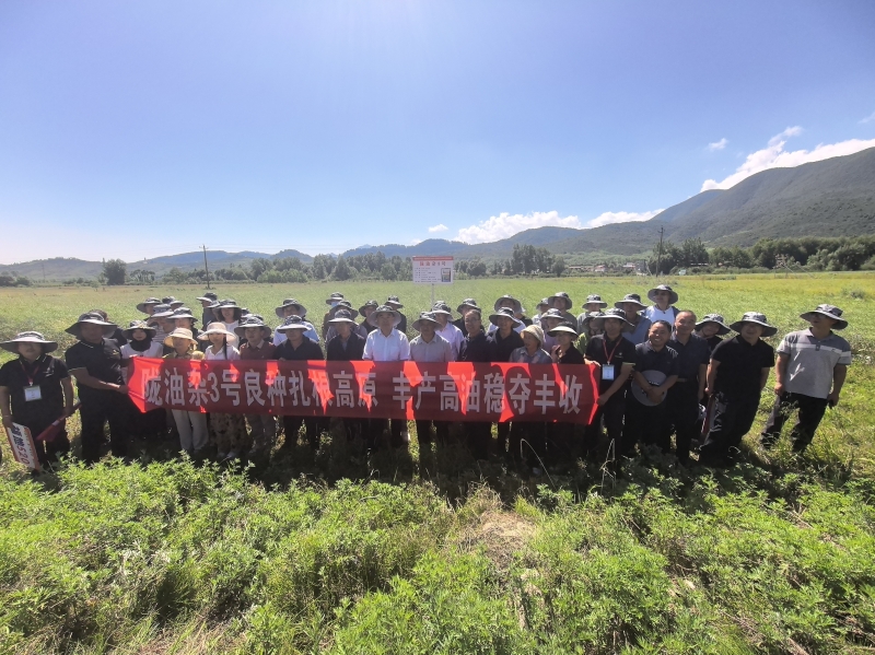 陇油杂3号亮眼   临夏春油菜新品种新技术观摩会助推产业升级